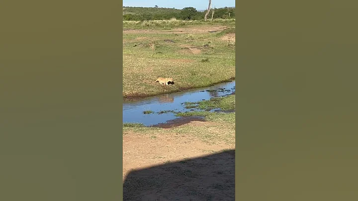 3 male lions defend cub against attacking mother lion! - DayDayNews