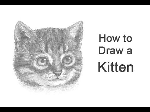 How To Draw A Kitten Head Detail Youtube