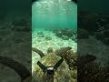 Green Sea Turtle POV: Shocking Discovery of Phones &amp; Cameras in the Ocean #viral #trending #foryou