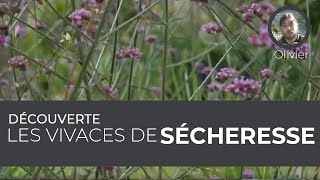 Découverte : Les vivaces de sécheresse