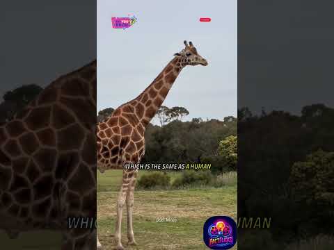 Giraffes Like Humans Have 7 Neck Bones Facts Factsyoudontknow Animals