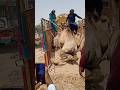 مشهد تحميل الجمال على الشاحنة في الصحراء 