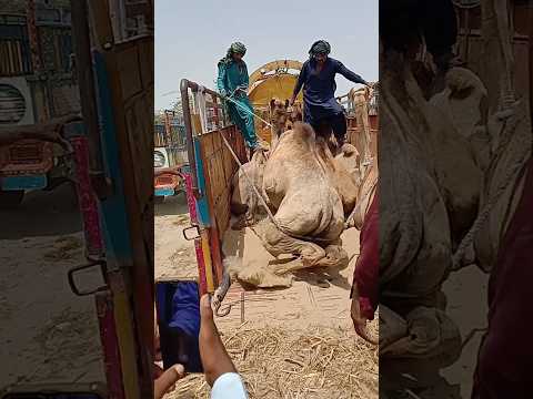 مشهد تحميل الجمال على الشاحنة في الصحراء 
