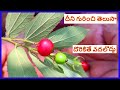 See these teeth eat 12  singapore cherry uses in telugu  all medicines are in this fruit  free fruit