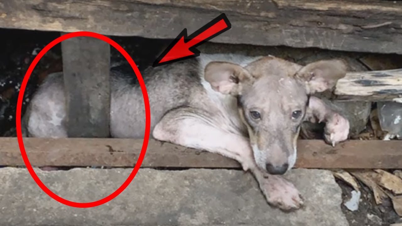 Brutal Man Made Puppy Live In Cramped Space Beneath Porch & Never Let Him Out