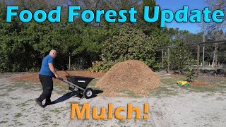 Update on our progress of our food forest. by FurFeathersandFlowers 7 views 2 months ago 47 seconds