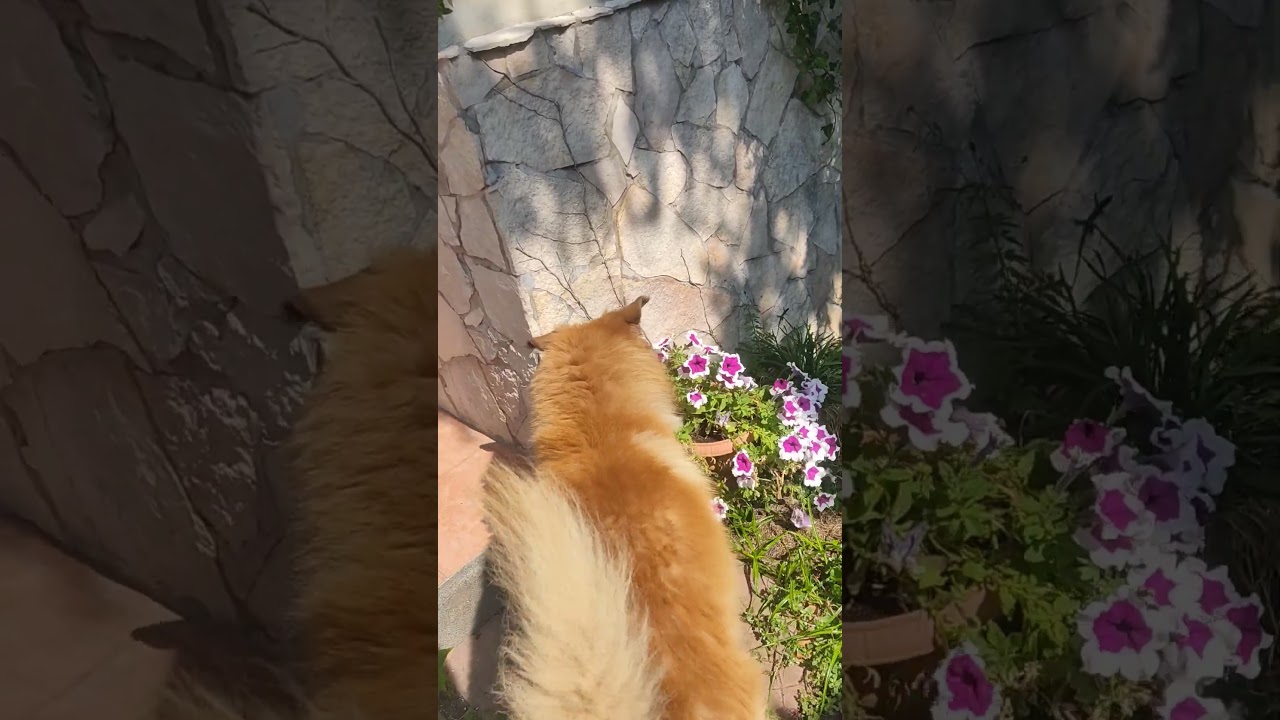 Scricc non è un bravo cacciatore 😅