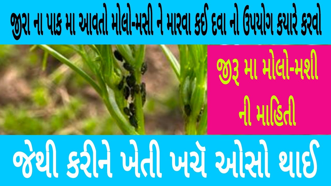 જીરા ના પાક મા આવતો મોલો-મસી ને મારવા કઈ દવા નો ઉપયોગ કયારે કરવો જેથી કરીને ખેતી ખચૅ ઓસો થાઈ#