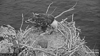 Good morning on Two Harbors Bald Eagle Cam - EXPLORE org