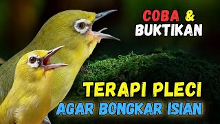 Pleci RIBUT Cocok Buat Terapi Pleci Bahan dan Pancingan Pleci Malas Bunyi