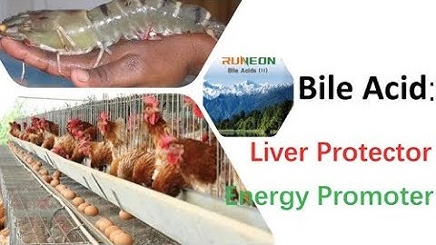 Shrimp Growth|Runeon Bile Acids in Shrimp Feed and Poultry Save Cost, Energy Promoter, Liver Protect