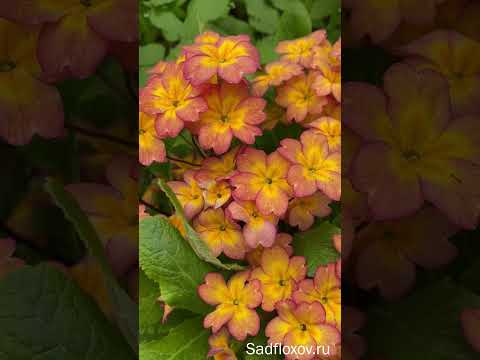 Примула Абрикос продолжает