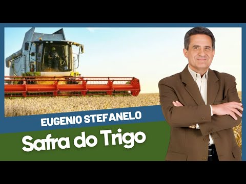 🌾 Safra do Trigo: Expectativas, Desafios e Oportunidades para o Setor!