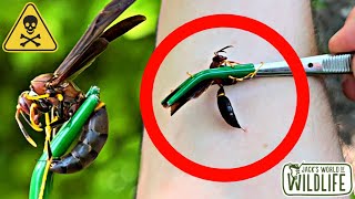 The WORST WASP STING! The EXTENDED Edition!