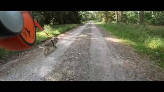 Øjesø og Fruerlund Plantage.