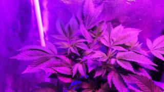 Pro-Grow 180 LED Grow Light - Bubbleponics: Week 1 Bloom