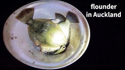 Auckland City Flounder Spearing | Summer 2018