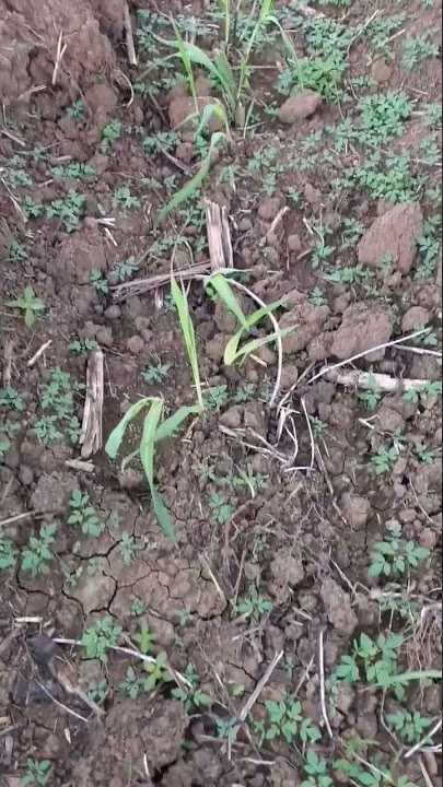 Tebu bululawang umur 12 hst waktunya semprot herbisida