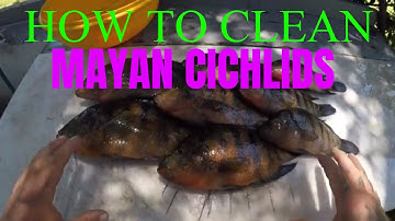 HOW TO CLEAN A MAYAN CICHLID