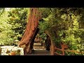 California Adventure | Redwood Creek Challenge Trail | BGM Loop