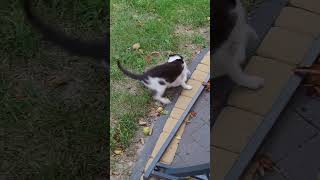 Bawiące się kotki mama i mały kotek