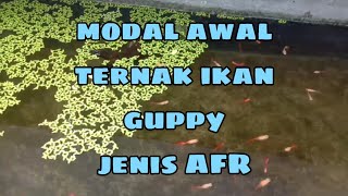 modal awal ternak ikan guppy jenis AFR