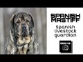Spanish Mastiff | dog breed(facts) | BBG K9 | の動画、YouTube動画。