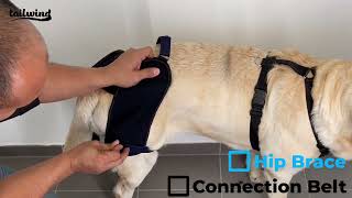 Hip Brace and Connection Belt Instructions  Tailwindpets