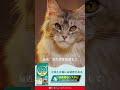 「ピュリナ ワン」映える猫には秘密がある