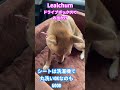 Lealchumドライブボックスでゴージャスドライブ