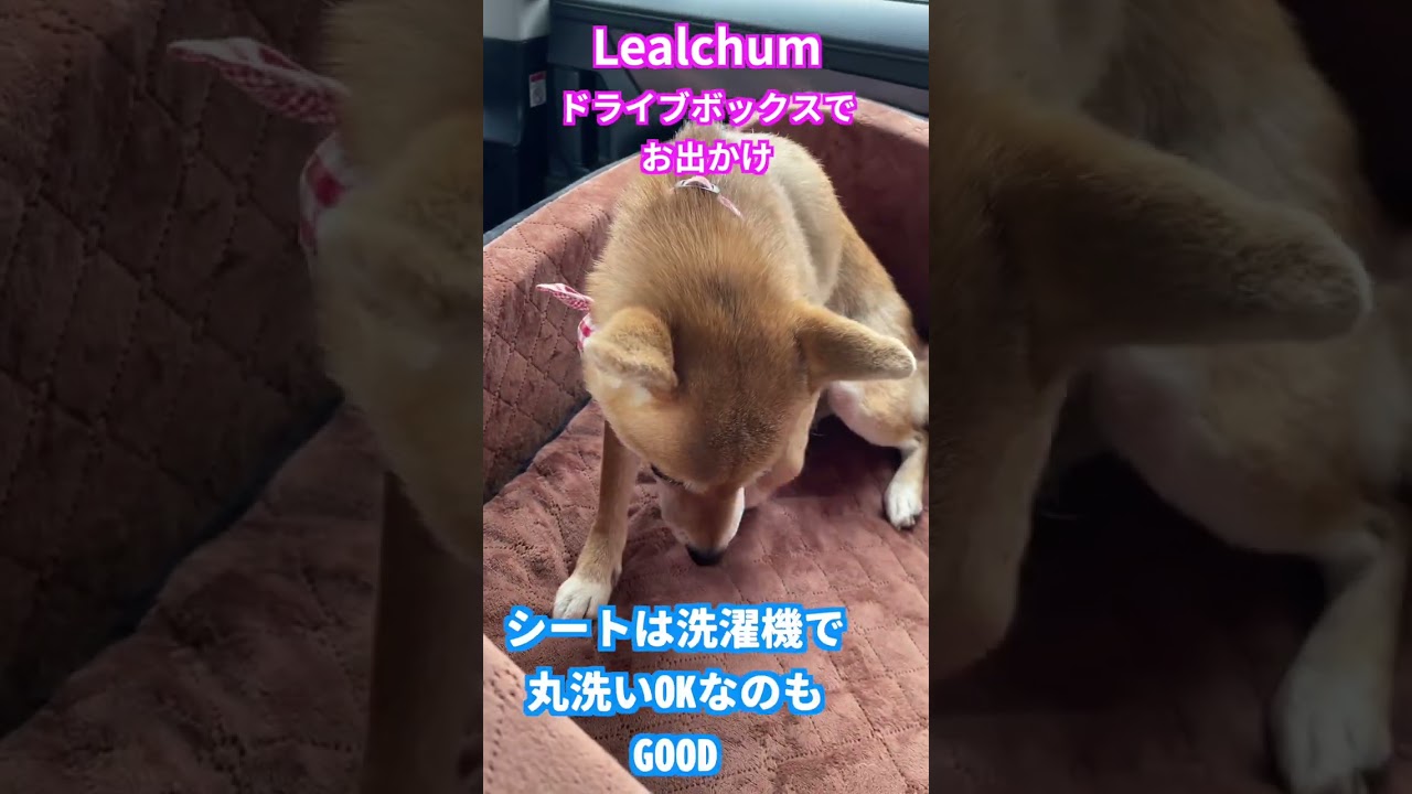 Lealchumドライブボックスでゴージャスドライブ
