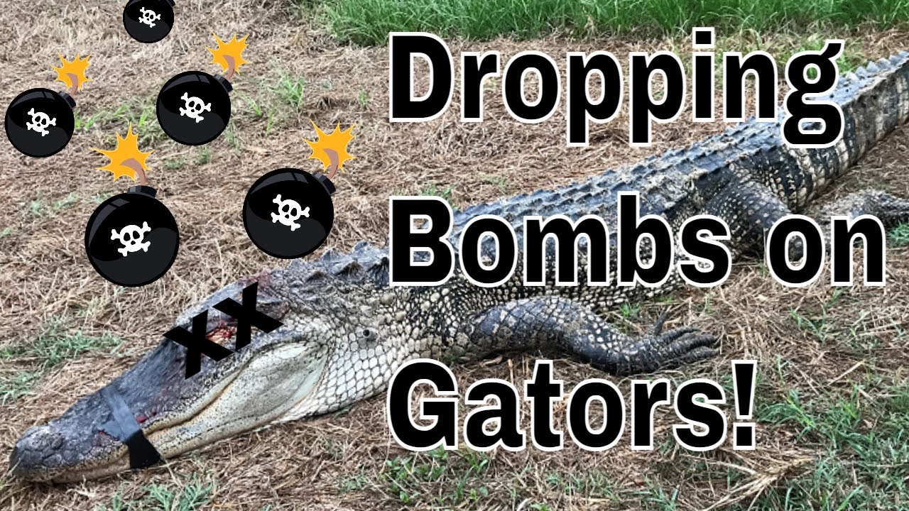 Bang Stick! Alligator Kill Shot - Alligator Hunting Equipment How To 