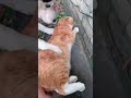 СОБАКА ПРИСТАЕТ К КОТУ