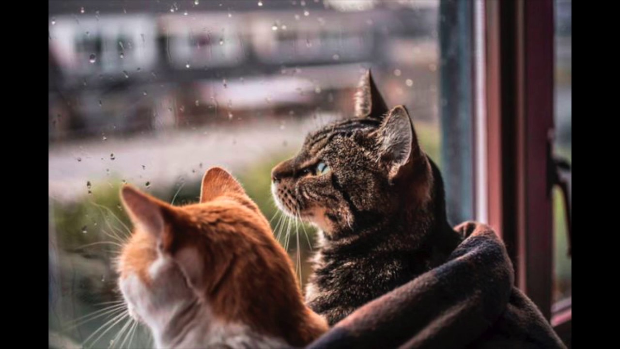 Кошки дождик. Кот и дождь. Кот и дождик. Кошка и дождь. Кот окно дождь