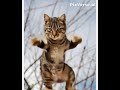 dancing cat #viral #shorts #funny 😺😺😺😺😺😺