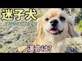 【保護記録#1】迷い犬迷子犬の運命は？愛護センター？警察署？保健所？