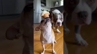 Mission failed at the last second 😂 #dog #funnydogs #shortsfeed #pets #viralshort