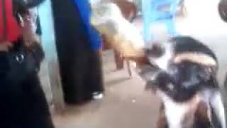 Gam ke Aansu