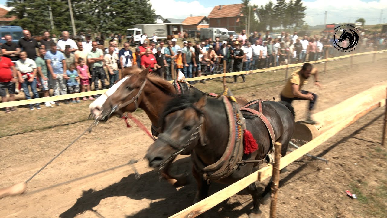 - BOKOVAC ŠAMPION PEŠTERA U LAKIM PAROVIMA -