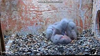 Darnest Thing I've Ever Seen....Cornell Lab Live Cam on Kestrel Nest