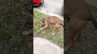 Kb At The End Of My Leash