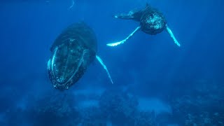 Swimming with Whales ( Hi res version)