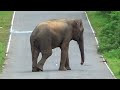 elephant in action for robbery #attack #wildlife #wildelephants