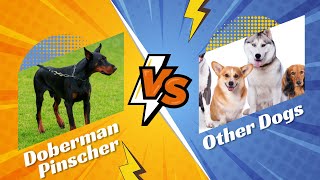 Doberman Pinscher vs. Other Breeds: Which is the Best Guard Dog?