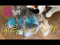 猫の換毛期