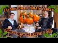 Favorite cherry tomato variety 2024 organic tomato growing secrets of world record gardener