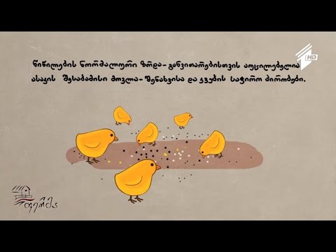 ინკუბატორიუმი - წიწილების ნორმალური ზრდა-განვითარებისთვის საჭირო პირობები