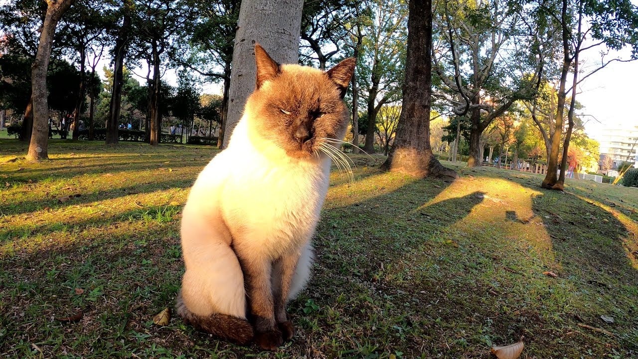 夕日を浴びて 哀愁漂うシャム猫の背中 Youtube