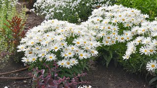 Shasta Daisy Varieties Side by Side | Walters Gardens