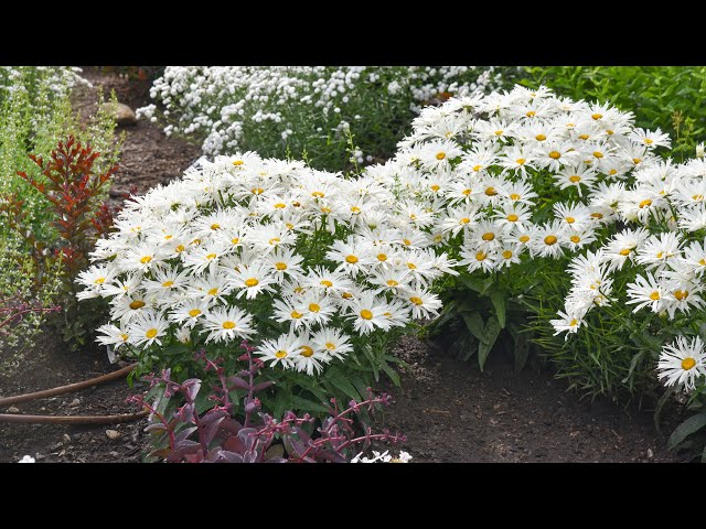 Shasta Daisy Varieties Side by Side | Walters Gardens class=